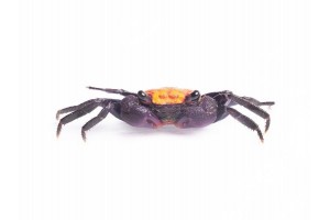 Geosesarma sp. black leg